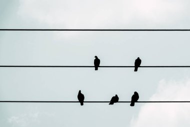 Berrak gökyüzü üzerinde elektrik hatlarında oturan güvercinler