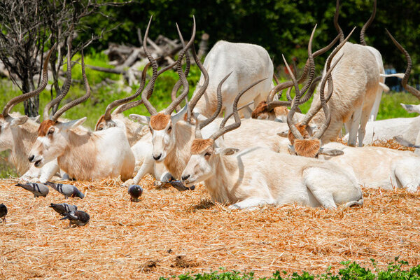 A herd of beautiful white antelopes addax resting in the meadow and eating grass