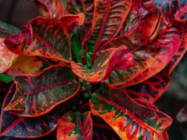 Codiaeum variegatum çiçek kırmızı yaprakları. Croton tesisini kapatın