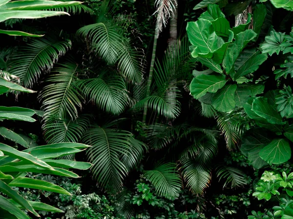 Bosque lluvioso tropical Fondo del paisaje. Selva tropical palmeras, árboles y plantas —  Fotos de Stock