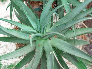 Üst İspanya'da vahşi doğada büyük bir Aloe Vera bitkilerin görünümü. Tropikal arıtma tesisi