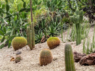 Çöl manzarasında farklı formlarda, boyutlarda ve uzunluklarda büyük kaktüs çeşitliliği