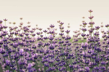 Seçici odak ve bokeh etkisi ile Lavanta çiçekleri closeup. Arka planda gökyüzünü ve gün batımını temizleyin