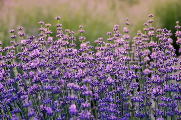 Lavender flowers closeup with selective focus and bokeh effect. Green field on background — Stock Photo, Image
