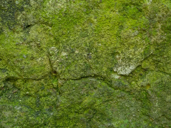 旧复古石墙与绿色水苔纹理背景 — 图库照片