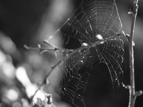 Telaraña o tela de araña, para diseños de Halloween. Monocromo blanco y negro — Foto de Stock