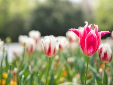 Bahar laleleri her renkten. Önde seçici odaklanma. 8 Mart konsepti, Kadın günü, takvim ve duvar kağıdı arkaplanı