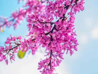 Bahar geliyor konsept. Kiraz çiçeği dalı, ağaçtaki pembe sakura çiçekleri.