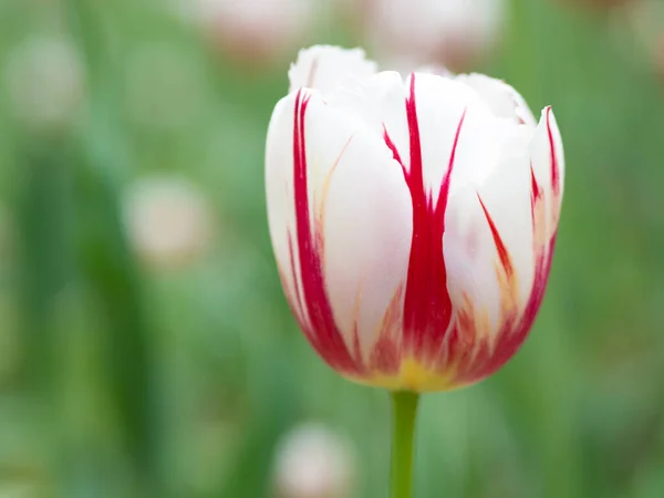 Spring time. Opened, bicolor, white tulip flower with red stripes. Close up side view of a opened, two-colour tulip