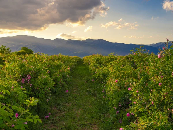 Bulgarian rose valley near mountains at golden hour