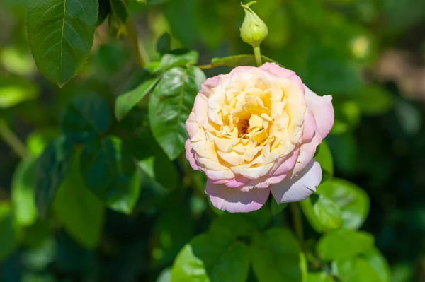Όμορφη επιλογή από εξωτικά τριαντάφυλλα σε άνθιση — Φωτογραφία Αρχείου