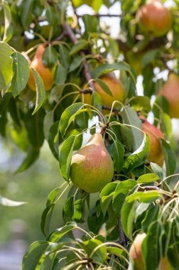 Armut ağacı. Kırsal alanda bir dalda taze armutları kapayın. Armut suyu dikey tanıtım
