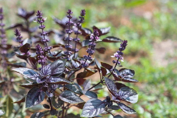 Purple blooming basil, plant in the garden. Eco bio food concept