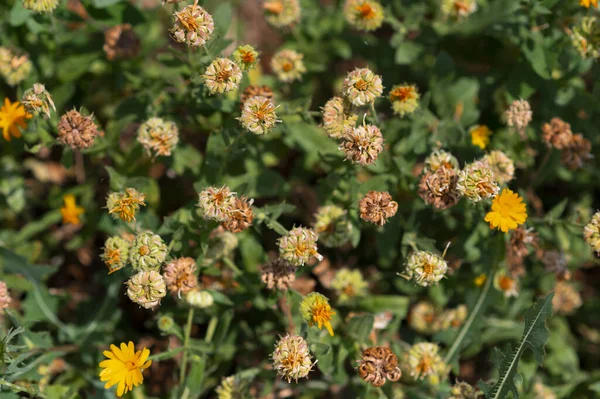 Medicinal flowers Tansy in a garden. Cow Bitter, Mugwort, or Golden Buttons pattern