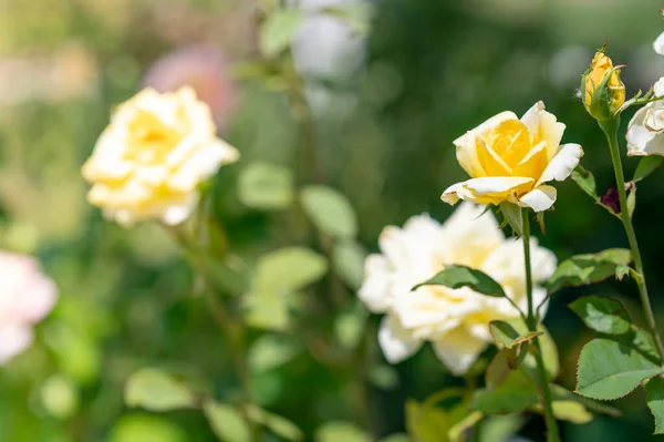 Κίτρινο τριαντάφυλλο λουλούδια σε έναν κήπο. Φαινόμενο Bokeh — Φωτογραφία Αρχείου