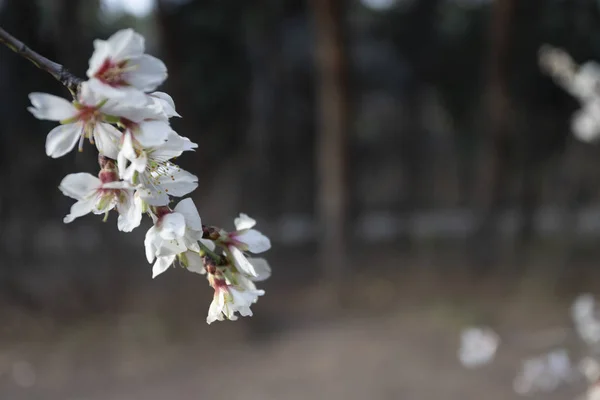Campo con fiori di ciliegio in primavera — Foto Stock