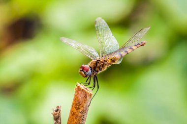 Yusufçuk bir çubukta oturuyor.
