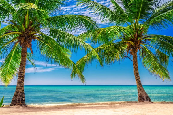 Punta Cana, Dominik Cumhuriyeti 'ndeki beyaz kumlu plajda Hindistan cevizi palmiyeleri..