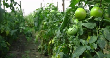 Bitkide taze organik domates. Bahçecilik. Ev yapımı sebzeler.