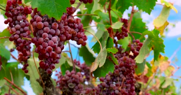 Tanaman Anggur Tumbuh Dan Memanen Anggur Dan Kebun Anggur Lembah — Stok Video