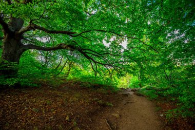 Dağ ormanındaki ağaç