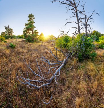 Dağ ormanındaki ağaçlar