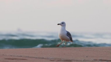 Kumsalda martı Kum ve deniz gündoğumu