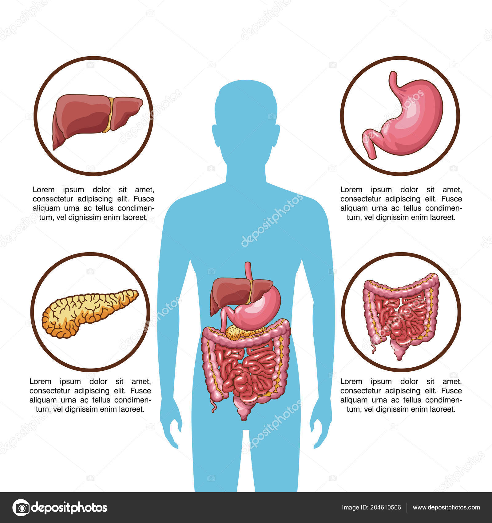 Cartel del sistema digestivo Vector de stock por ©jemastock 204610566