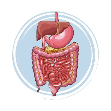 Sindirim sistemi poster