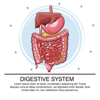 Sindirim sistemi poster