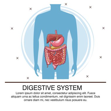 Sindirim sistemi poster