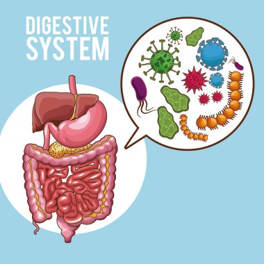 Sindirim sistemi poster