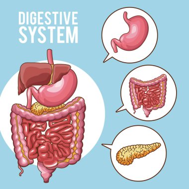 Sindirim sistemi poster