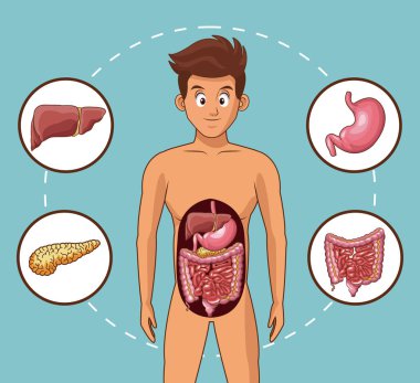 Sindirim sistemi çizgi film
