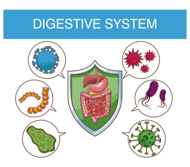 Sindirim sistemi kavramı