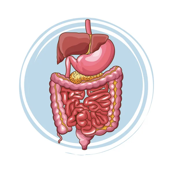 Sindirim sistemi poster — Stok Vektör