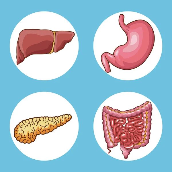 消化システムのコンセプト — ストックベクタ