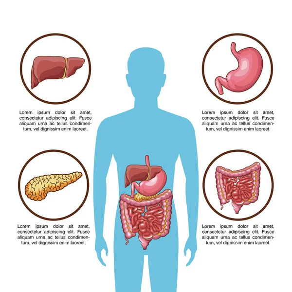 Cartel del sistema digestivo — Vector de stock