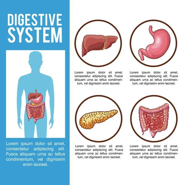 Cartel del sistema digestivo — Vector de stock