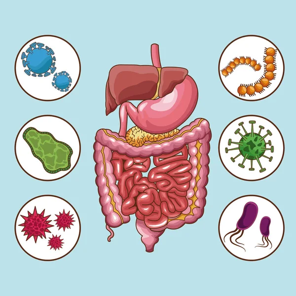 Concepto del sistema digestivo — Vector de stock