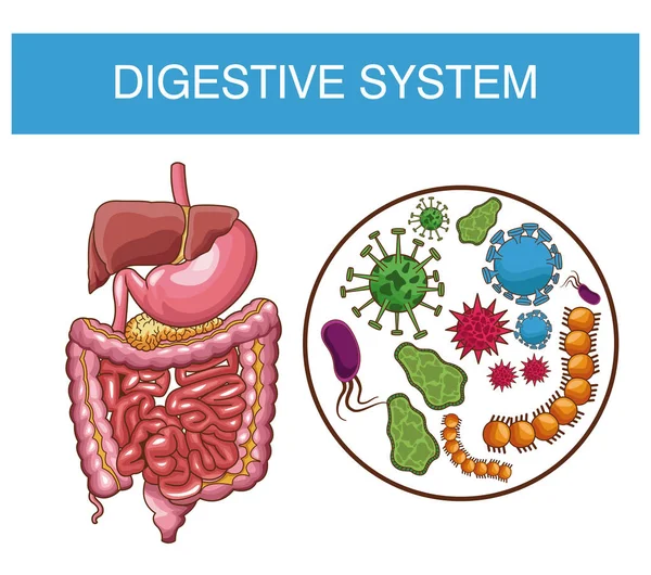 Cartel del sistema digestivo — Vector de stock