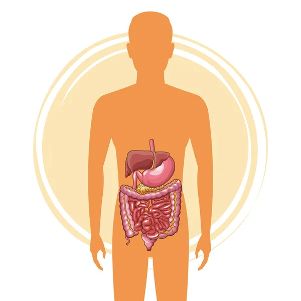 Digestive system concept — Stock Vector