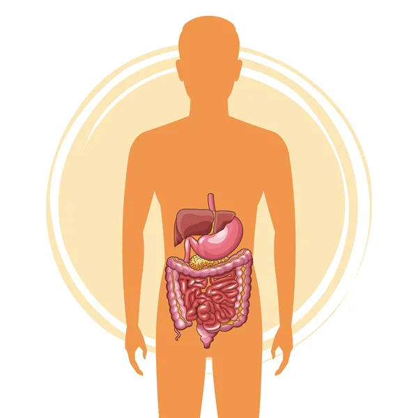 Conceito do sistema digestivo —  Vetores de Stock