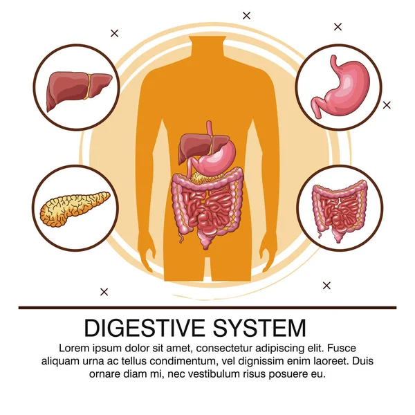 Cartel del sistema digestivo — Vector de stock