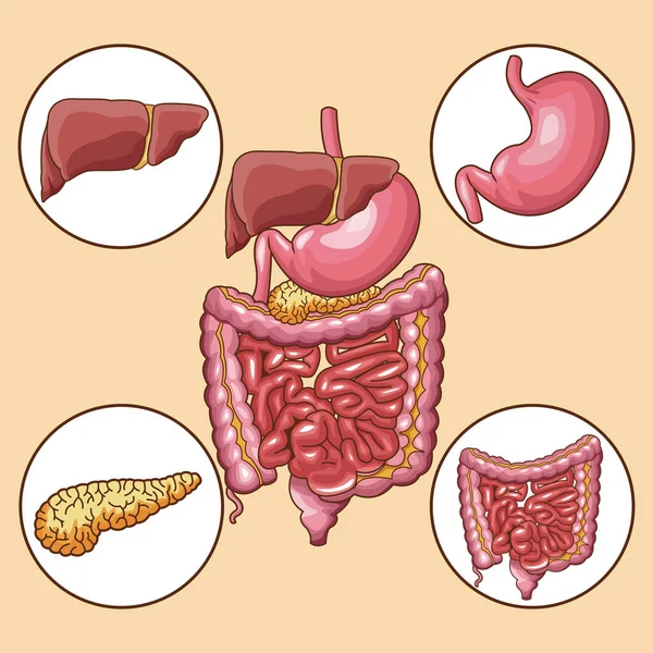 Digestive systeemconcept — Stockvector