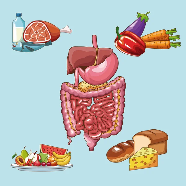 Conceito do sistema digestivo — Vetor de Stock