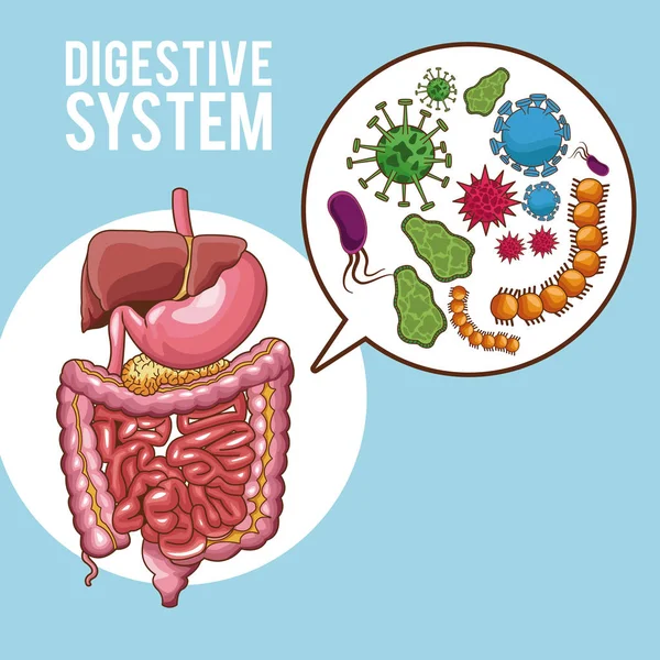 Cartel del sistema digestivo — Vector de stock