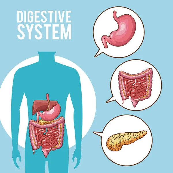 Плакат пищеварительной системы — стоковый вектор
