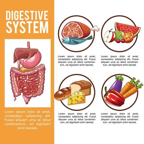 Cartel del sistema digestivo — Vector de stock