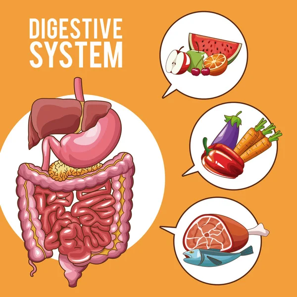 Cartel del sistema digestivo — Vector de stock